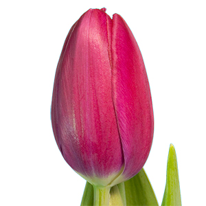 Фото 3. Голландские тюльпаны оптом из теплицы Трифлор
