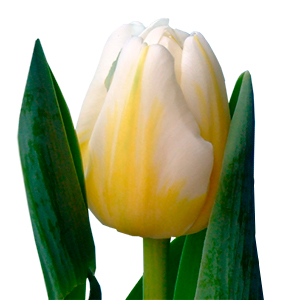 Фото 4. Голландские тюльпаны оптом из теплицы Трифлор