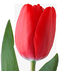 Фото 5. Голландские тюльпаны оптом из теплицы Трифлор