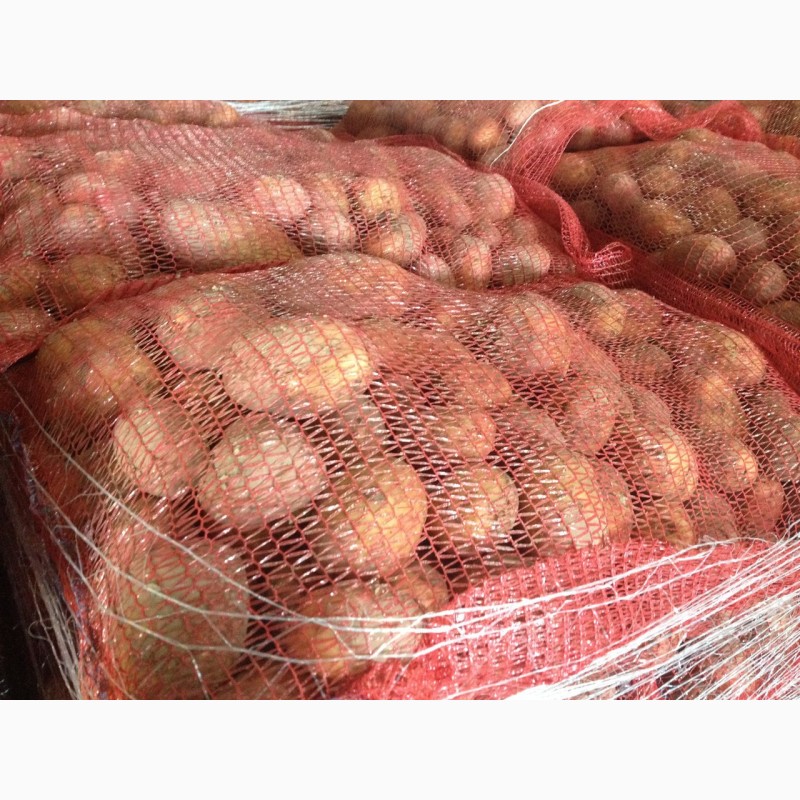 Фото 2. Продам картофель оптом от 10 тонн