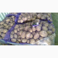Продам картофель оптом от 10 тонн