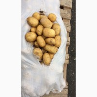 Качественный молодой картофель напрямую от производителя