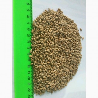 Пшеница 5 класс 4000 тонн (Саратов)