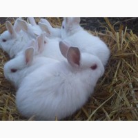 Продаю белых крольчат