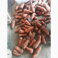 Морковь оптом 1, 2 сорт на пром.переработку Крым