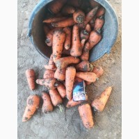 Морковь оптом 1, 2 сорт на пром.переработку Крым