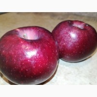 Яблоки сорта Кубанское багряное