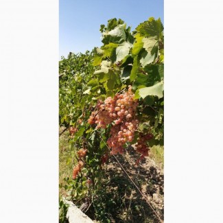 Продам Виноград розовый, Тайфи, ящ. 9 кг, Узбекистан