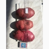 Продовольственный картофель