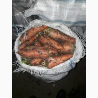 Продажа моркови оптом напрямую с ФХ