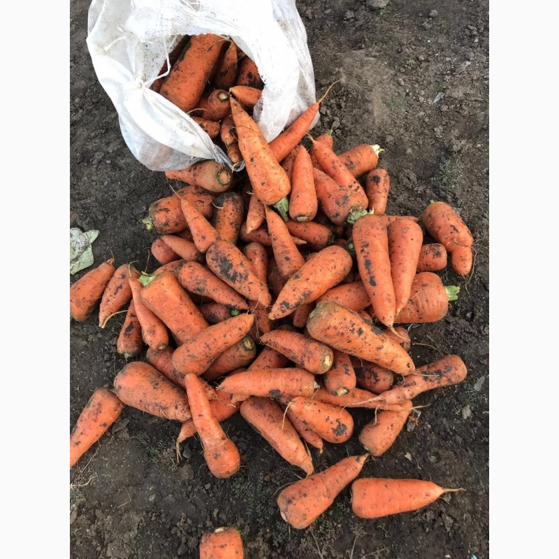 Фото 2. Продажа моркови оптом напрямую с ФХ