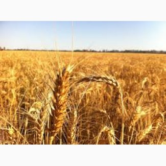 Озимая пшеница 5 класс от производителя 500 тонн