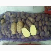 Картофель сорт Фиделия оптом