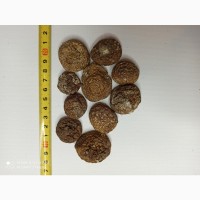 Продажа лечебных грибов: шиитаке, чага, мухомор красный, ежовик гребенчатый и др