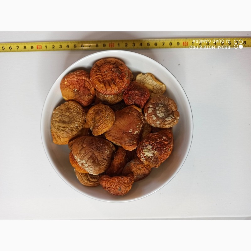 Фото 4. Продажа лечебных грибов: шиитаке, чага, мухомор красный, ежовик гребенчатый и др