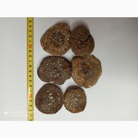 Продажа лечебных грибов: шиитаке, чага, мухомор красный, ежовик гребенчатый и др