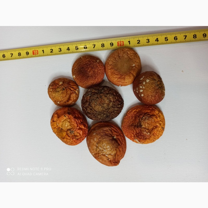 Фото 9. Продажа лечебных грибов: шиитаке, чага, мухомор красный, ежовик гребенчатый и др