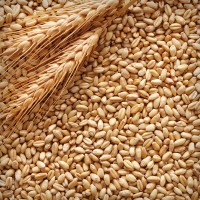 Оптовая закупка зерновых культур, пшеница Ячмень др