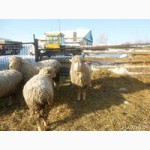 Продается отара овец куйбышевской породы