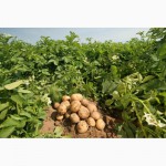 Продажа продовольственного картофеля сорта Сатурн