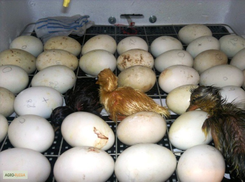 Фото 2. Продам инкубационное яйцо Индоутки (Мускусные утки- шипуны)