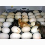Продам инкубационное яйцо Индоутки (Мускусные утки- шипуны)