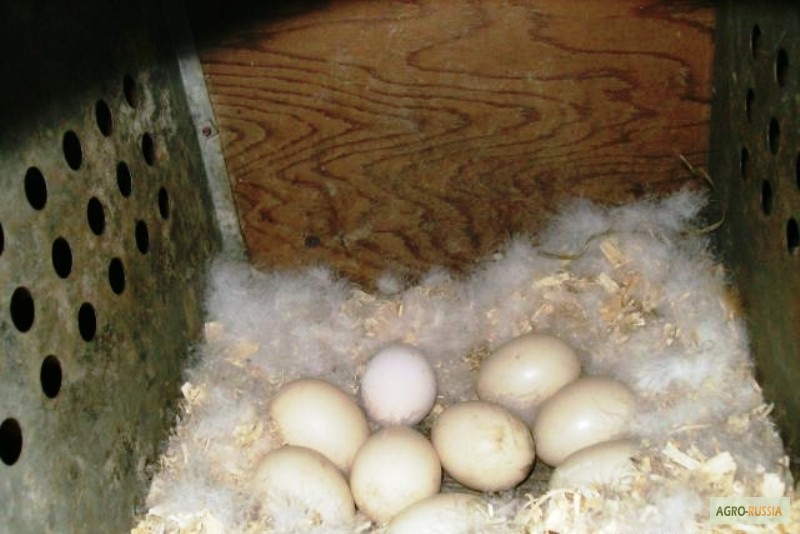 Фото 4. Продам инкубационное яйцо Индоутки (Мускусные утки- шипуны)
