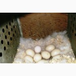 Продам инкубационное яйцо Индоутки (Мускусные утки- шипуны)