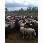 Продам овец, овцематок, ягнят, баранов