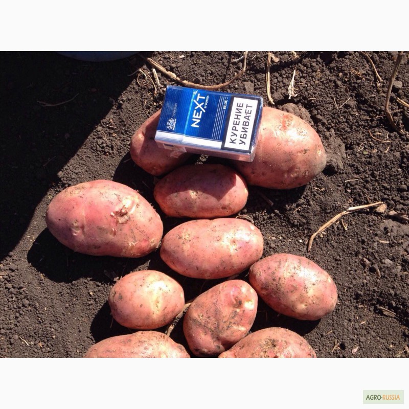 Фото 2. Картофель, новый урожай! От производителя