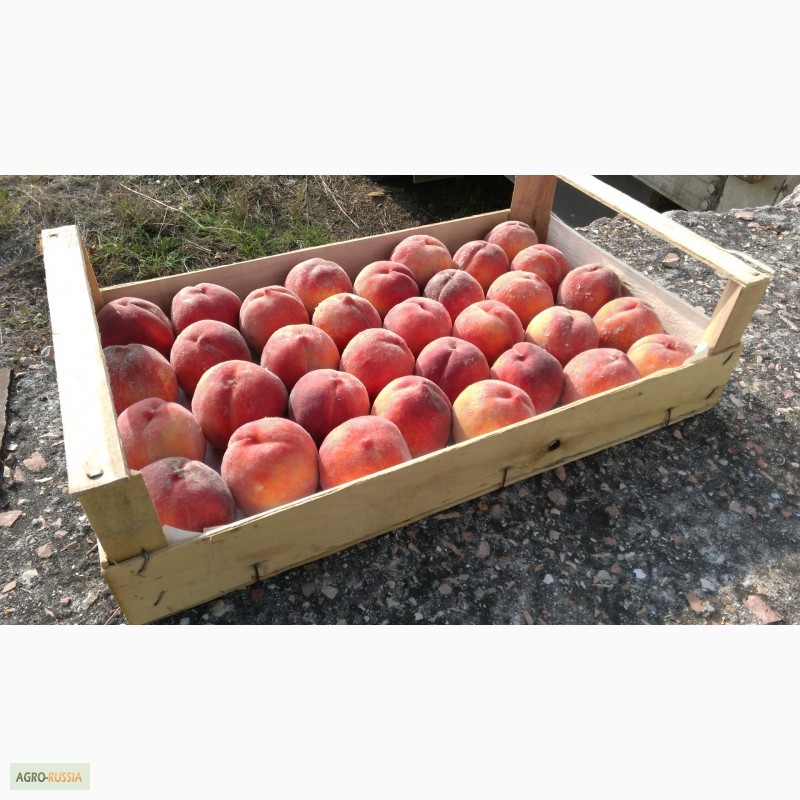 Фото 12. Ящик-лоток шпоновый для для упаковки черешни, персика и клубники