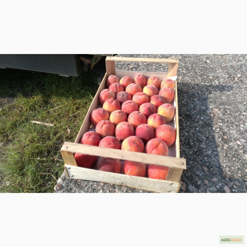 Фото 13. Ящик-лоток шпоновый для для упаковки черешни, персика и клубники