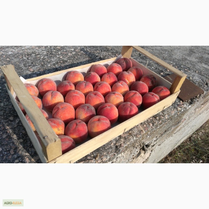 Фото 15. Ящик-лоток шпоновый для для упаковки черешни, персика и клубники