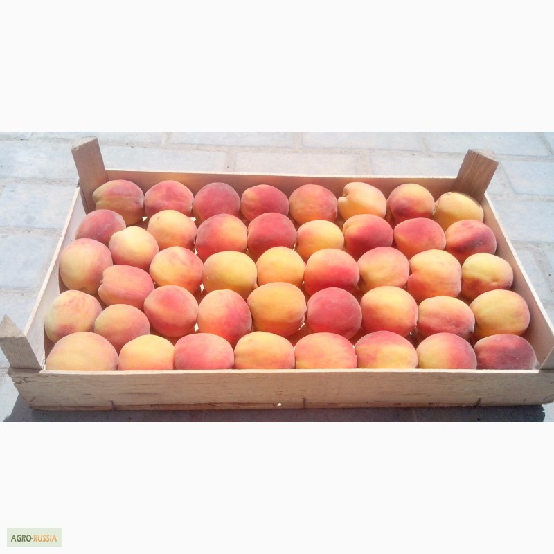 Фото 2. Ящик-лоток шпоновый для для упаковки черешни, персика и клубники