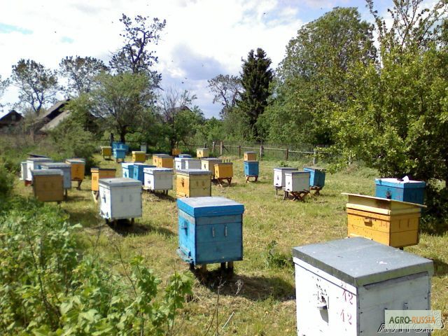 Фото 2. Продам пчелосемьи с ульями