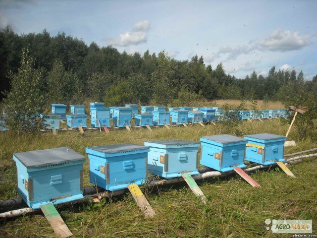 Фото 3. Продам пчелосемьи с ульями