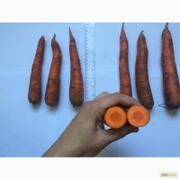 Морковь оптом Селивана
