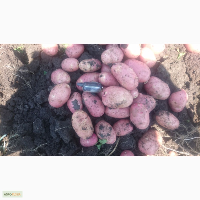 Фото 2. Продам картофель нового урожая