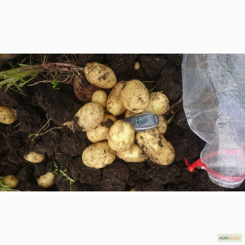 Фото 3. Продам картофель нового урожая