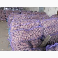 Картофель нового урожая калиброванный оптом от КФХ