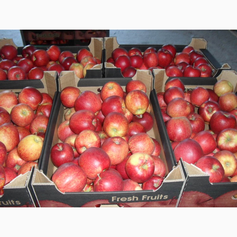 Фото 2. Яблоки Европейские сорта