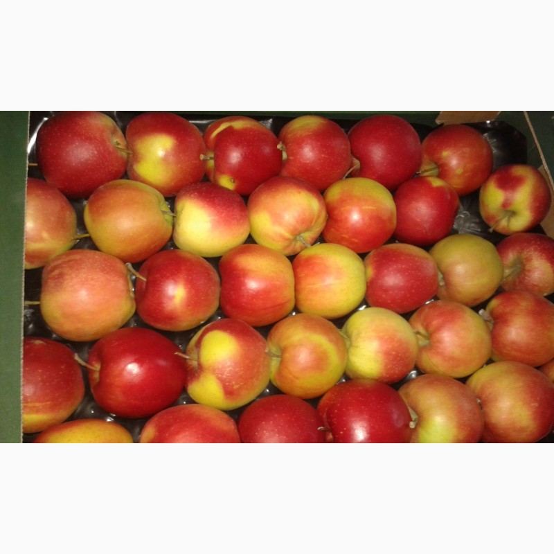 Фото 3. Яблоки Европейские сорта