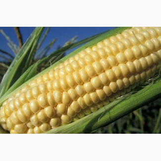 Продам оптом семена сахарной кукурузы цена за кг