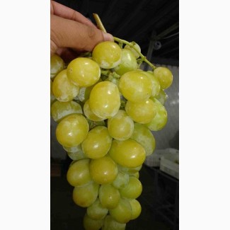 Прямые поставки винограда