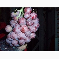 Прямые поставки винограда