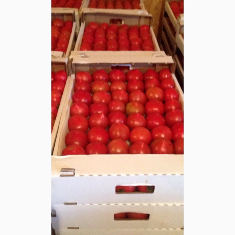 Фото 2. Продам розовые помидоры