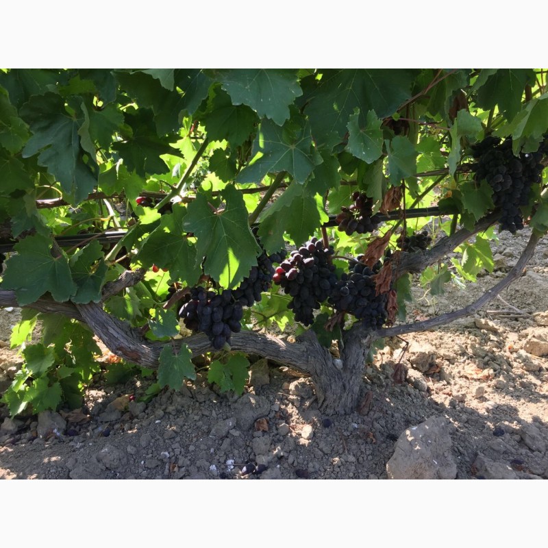 Фото 5. Продаем виноград от производителя в Крыму! Урожай 2019 года
