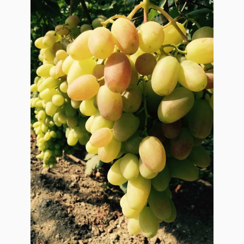 Фото 2. Продаем виноград от производителя в Крыму! Урожай 2019 года