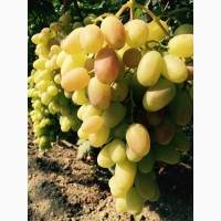 Продаем виноград от производителя в Крыму! Урожай 2019 года