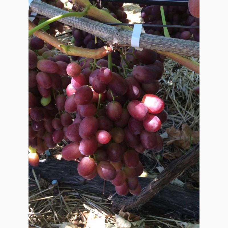 Фото 3. Продаем виноград от производителя в Крыму! Урожай 2019 года